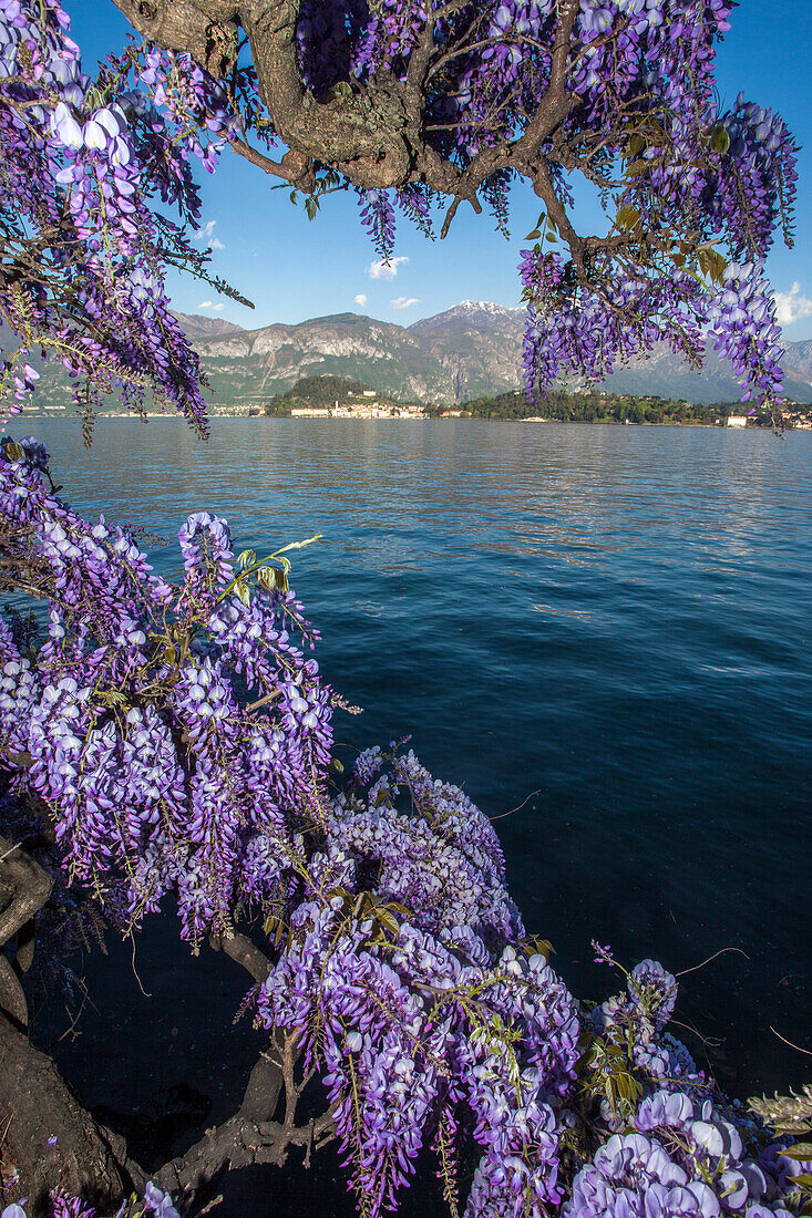 Lombardy, italy, Como lake, Wisteria flowers in front of Bellagio village, provence of Como
