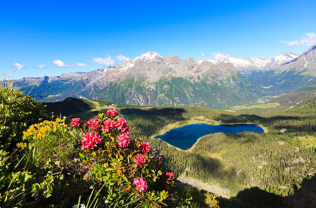 Rhododendrons and Lake Palù framed by Mount Disgrazia seen from Monte Roggione Malenco Valley Valtellina Lombardy Italy Europe
