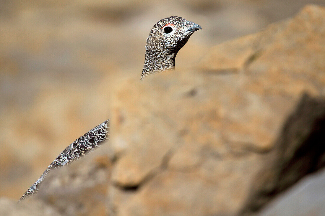 Portrait of a female of Rock ptarmigan bird - Lagopus muta - behind a rock, in summer plumage