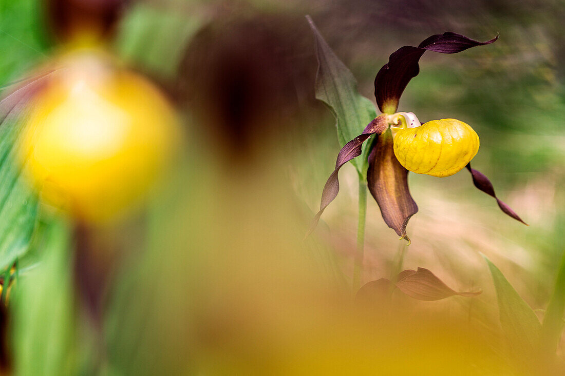 Cypripedium Calceolus in the first summer months, S,Giacomo, Gardena Valley, South Tyrol, Italy, Europe