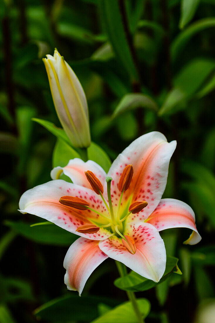 Salmon Star Lilies (Liliaceae) put on a show and fill your garden with sweet aroma; Astoria, Oregon, United States of America