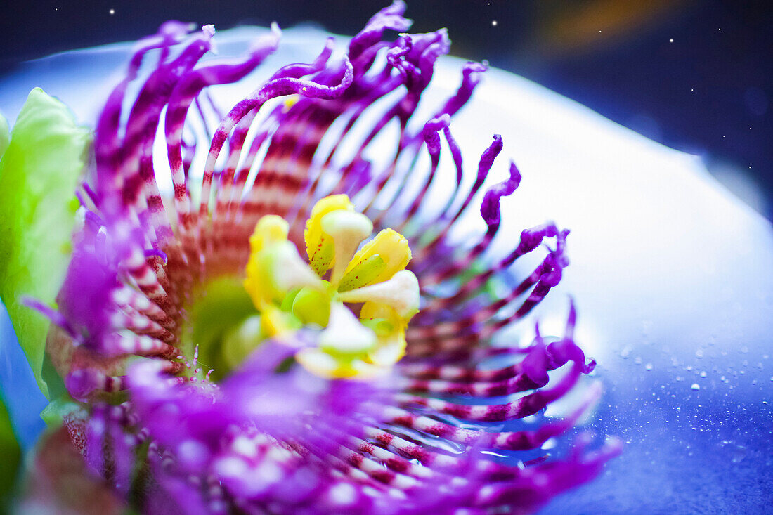 Close-up of a beautiful Passion Fruit flower in pink and yellow; Kilauea, Island of Hawaii, Hawaii, United States of America