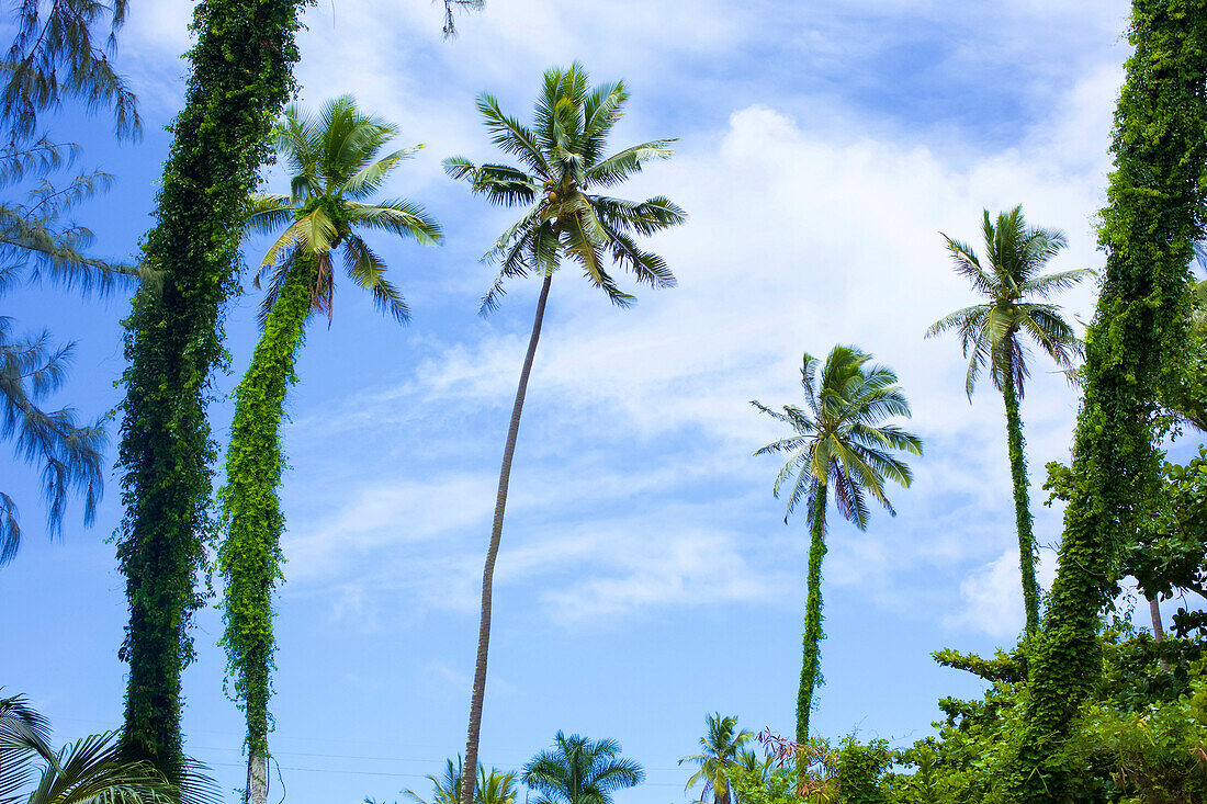 Palm trees with foliage growing up the trunks against a blue sky with cloud; Kapaa, Kauai, Hawaii, United States of America