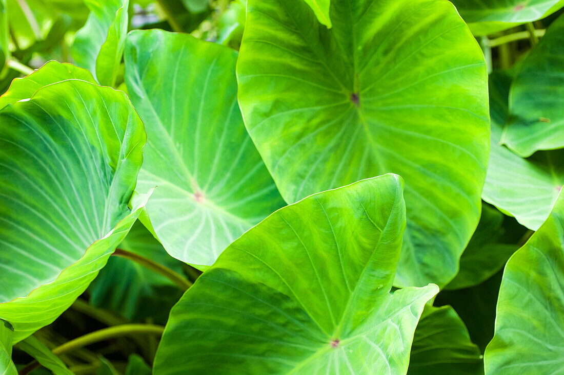 Close-up of the broad, green leaves of a taro plant; Hanalei, Kauai, Hawaii, United States of America