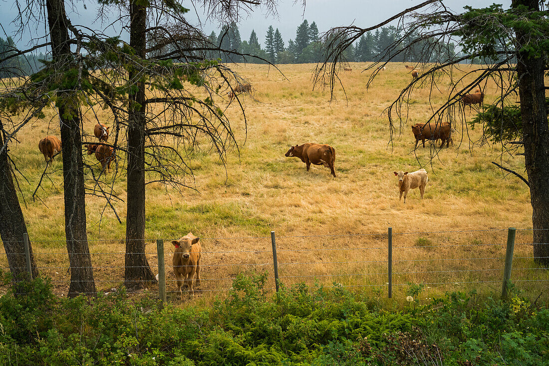 Cows grazing in a field of yellow grass, with one cow standing at the fence looking at the camera; Golden, British Columbia, Canada