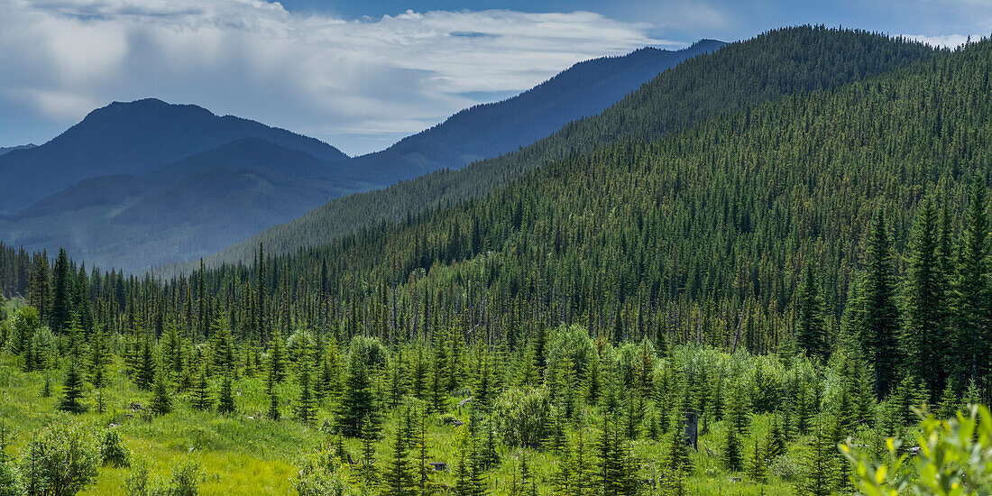 Dense forest covers the foothills and mountains with the rugged Canadian Rocky mountains silhouetted in the distance under a cloudy sky; Longview, Alberta, Canada