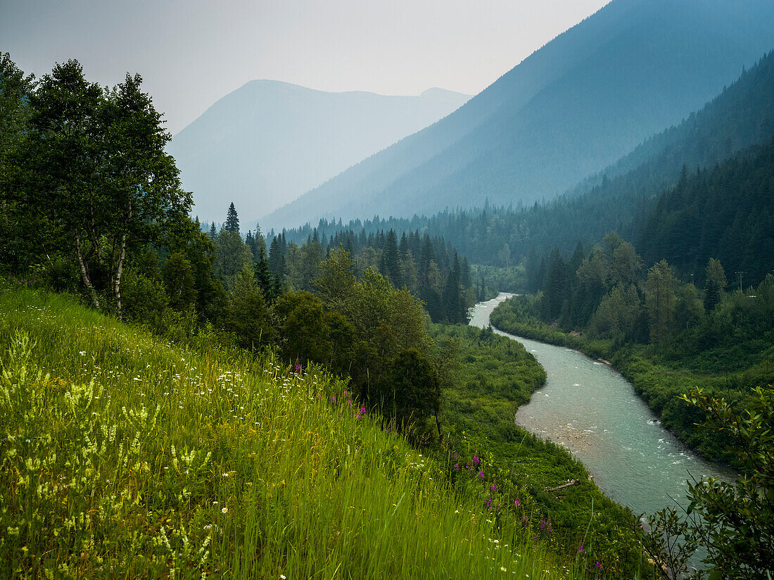 The Columbia River flowing through the Selkirk mountains with forests and wildflowers on the slopes; Revelstoke, British Columbia, Canada