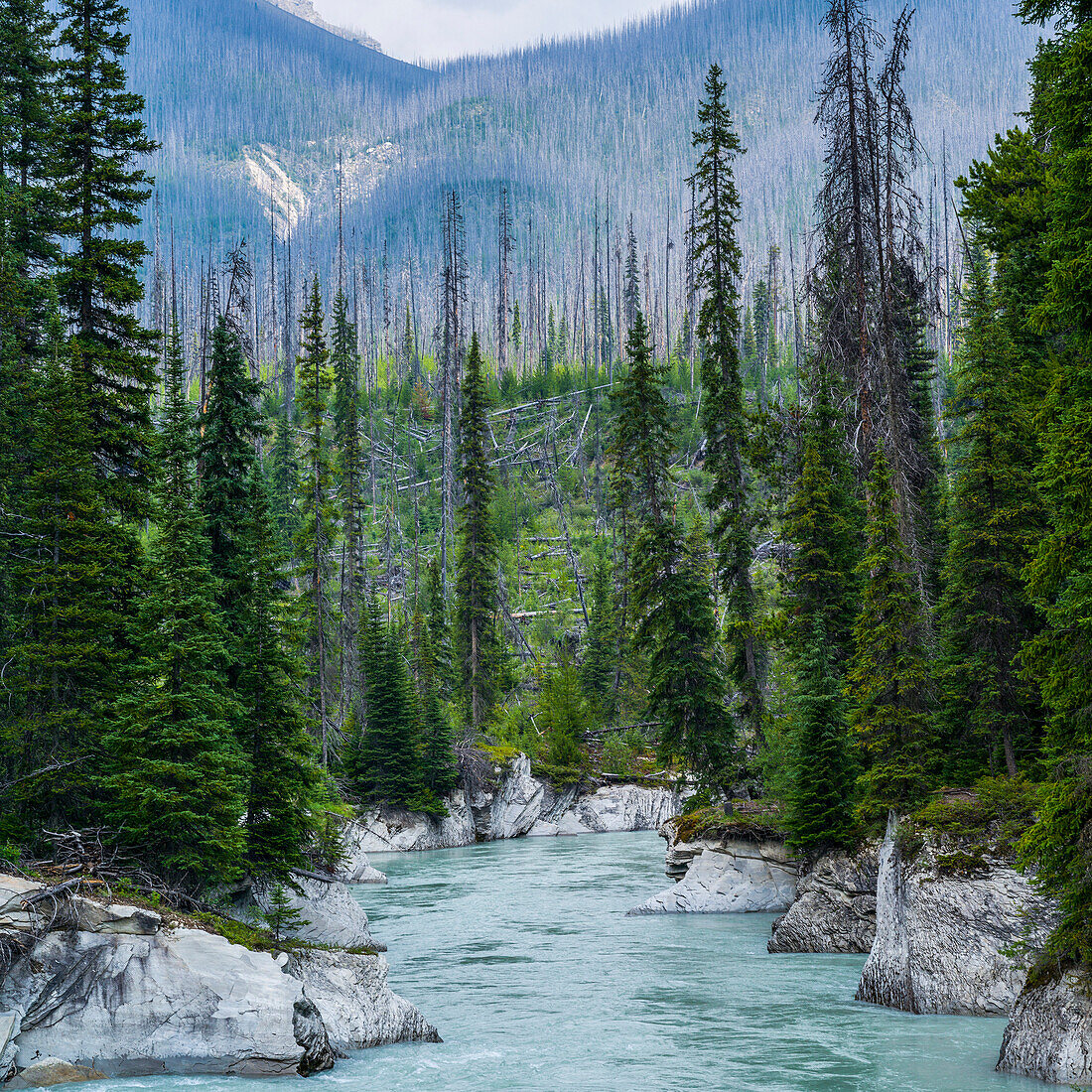A jade coloured river flowing through a mountainous landscape and a coniferous forest; Radium Hot Springs, British Columbia, Canada