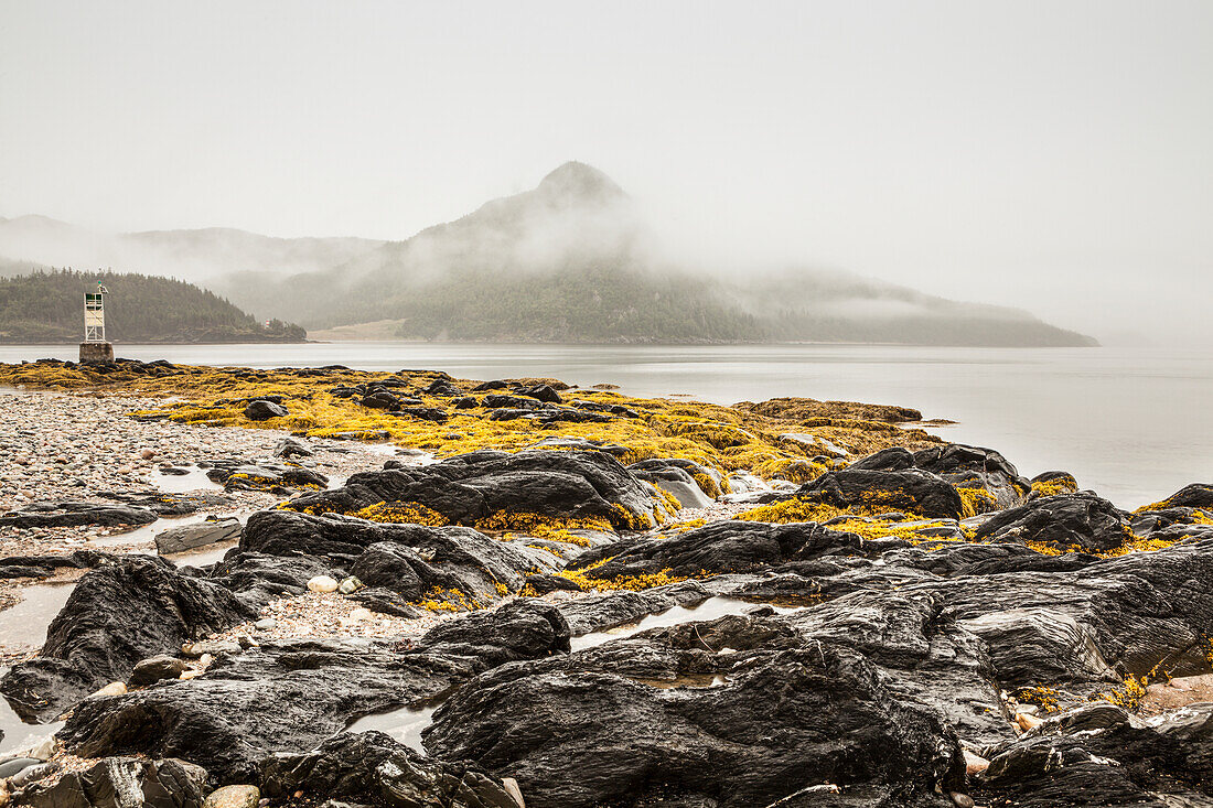 Seaweed and tide pools on the rocky shore along the Atlantic ocean coastline on a foggy day; Newfoundland, Canada