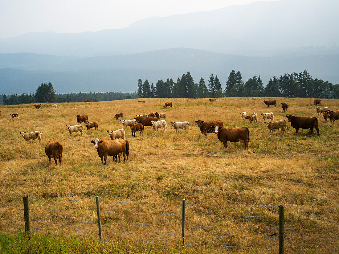 A herd of cows standing in a grass field under a cloudy sky with a silhouette of the Rocky mountains in the distance; Golden, British Columbia, Canada