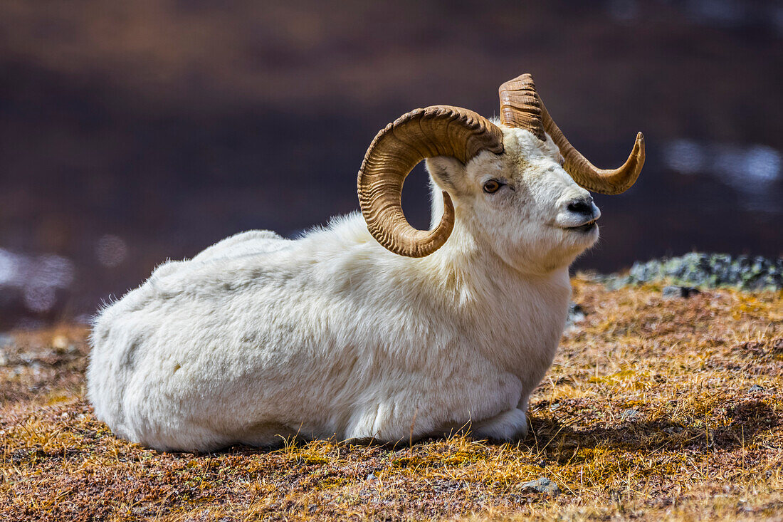 A Dall Sheep (ovis dalli) ram rests on a mountainside in Denali National Park near the Savage Alpine Trail; Alaska, United States of America