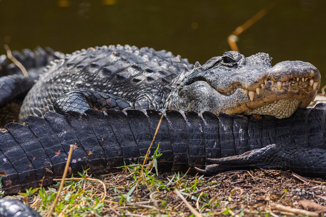 An American Alligator (Alligator mississippiensis) rests it's head on another's tail while basking in the sun in Shark Valley, Everglades National Park; Florida, United States of America