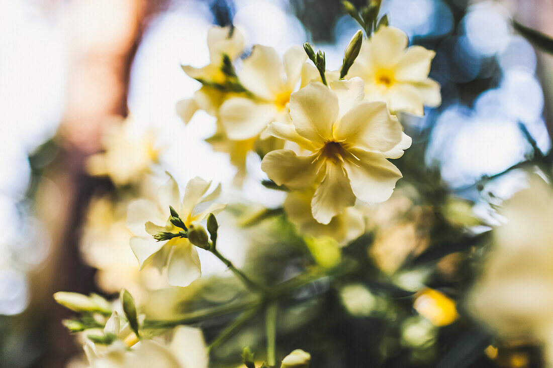 Zarte weiße Blüten an einer Pflanze in einem Garten; Vancouver, British Columbia, Kanada