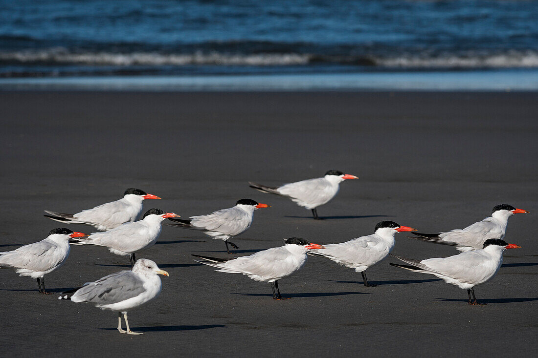 A flock of Caspian Terns (Hydroprogne caspia) and a seagull relaxes on the beach; Ilwaco, Washington, United States of America