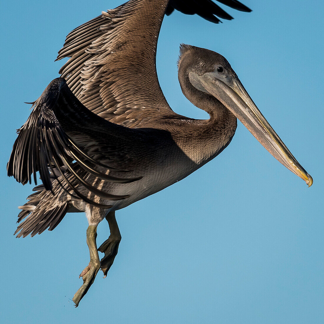 Close-up of a young Brown Pelican (Pelecanus occidentalis) flying in the blue sky; Ilwaco, Washington, United States of America