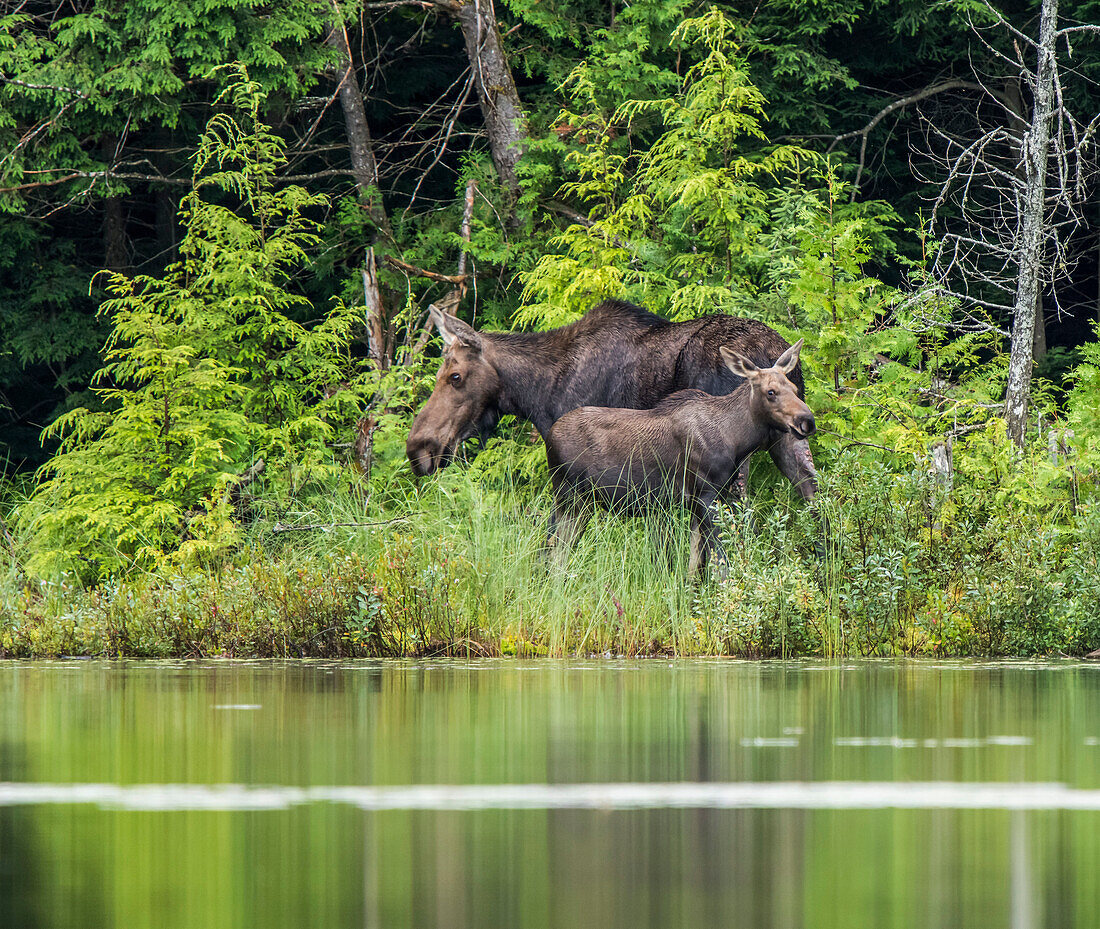 Cow and calf moose (alces alces) on the shore of a lake in Northeastern Ontario; Ontario, Canada