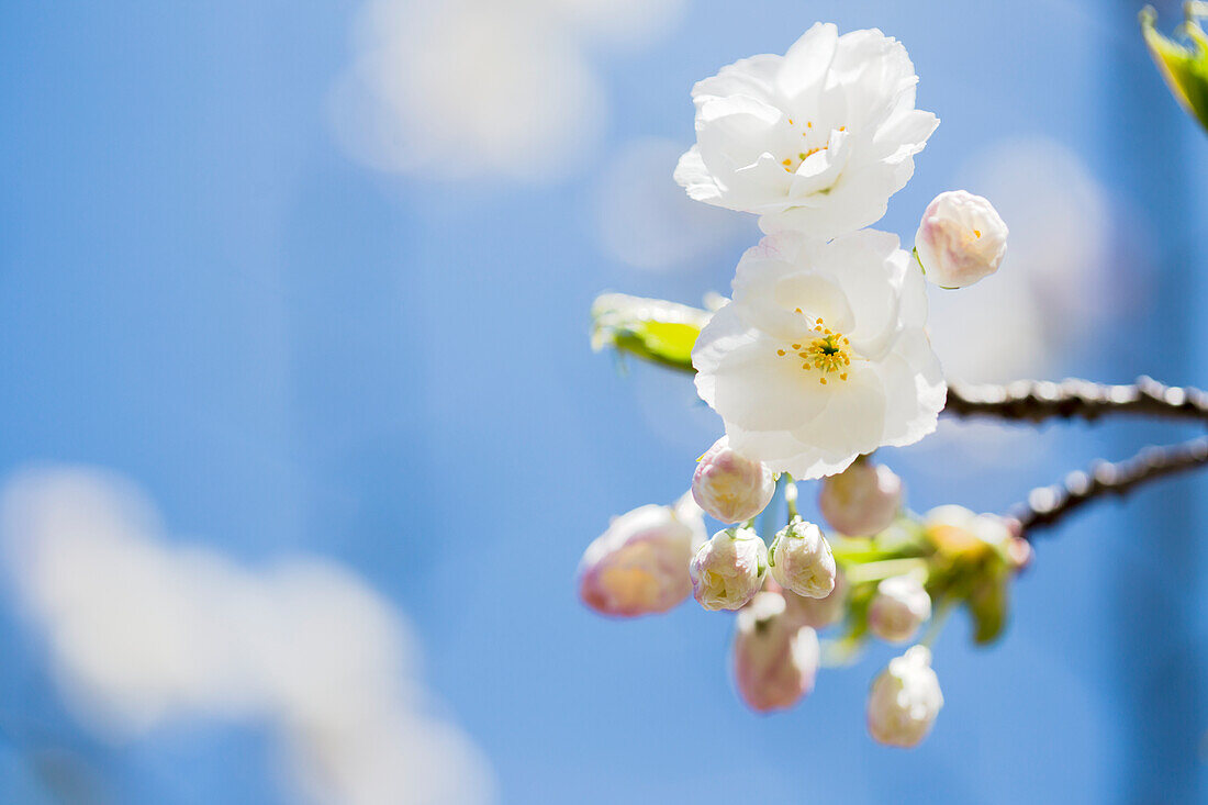 A close up of spring cherry blossoms and buds just starting to open on a single branch in spring sunlight; Vancouver, British Columbia, Canada
