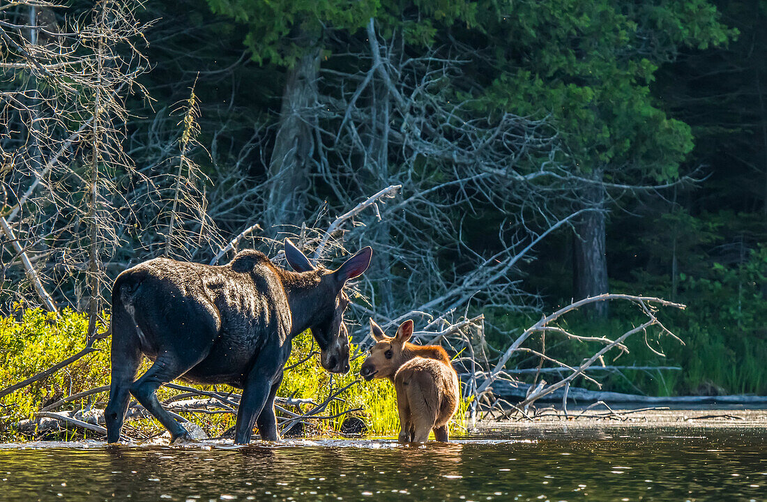 Cow and calf moose (alces alces) wading in the water along the shore of a lake in Northeastern Ontario; Ontario, Canada
