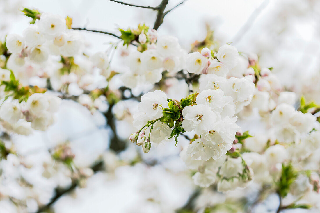 Nahaufnahme von Frühlingskirschblüten und Knospen, die sich gerade an einem einzelnen Zweig im Frühlingssonnenlicht zu öffnen beginnen; Vancouver, British Columbia, Kanada