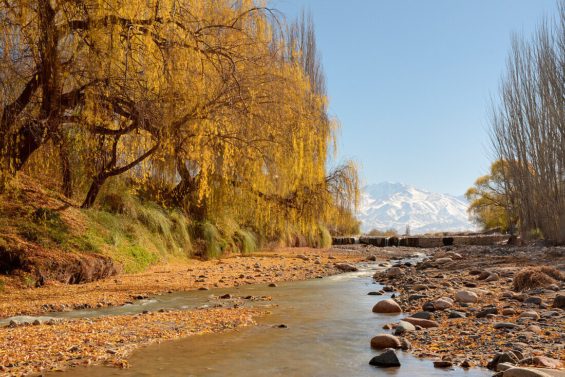 Warm autumn scene of willow trees hanging over a stream. Snow-capped mountains stand on the horizon against a clear blue sky; Tupungato, Mendoza, Argentina