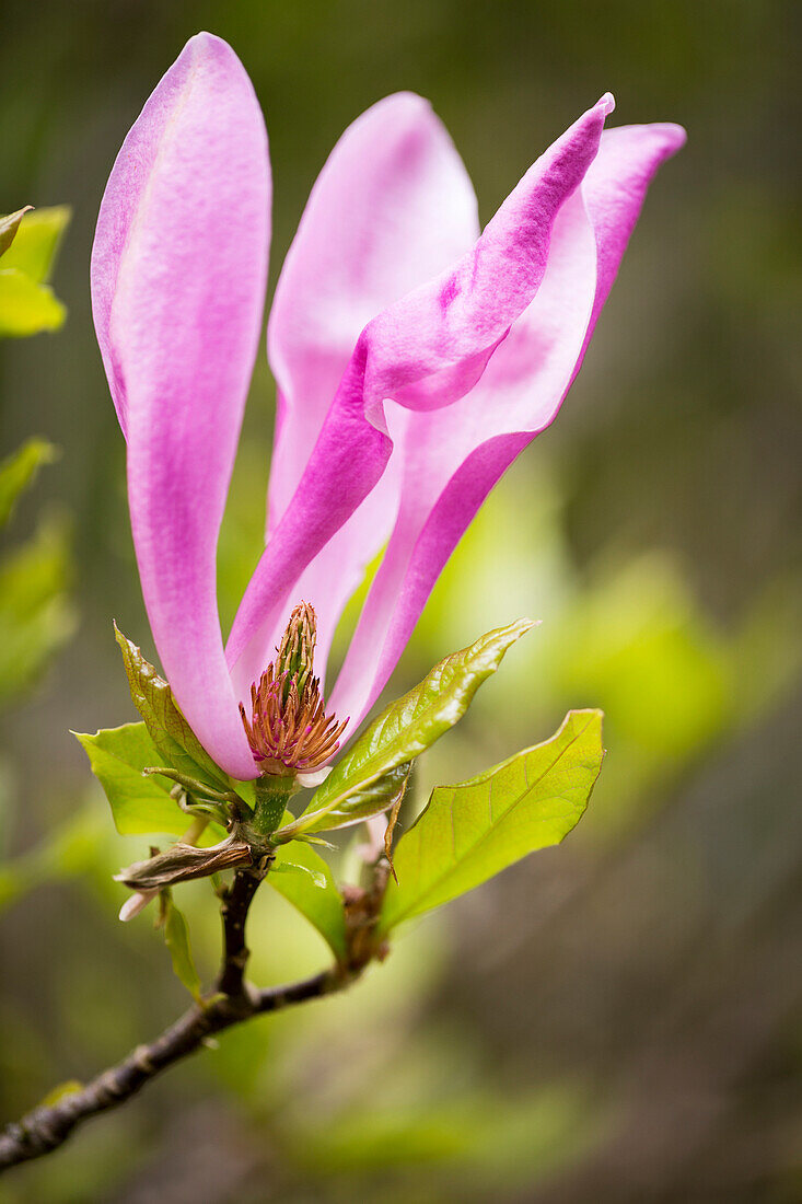 Close-up of a pink flower blossoming on a plant that is missing petals in the Japanese Gardens; Mayne Island, British Columbia, Canada