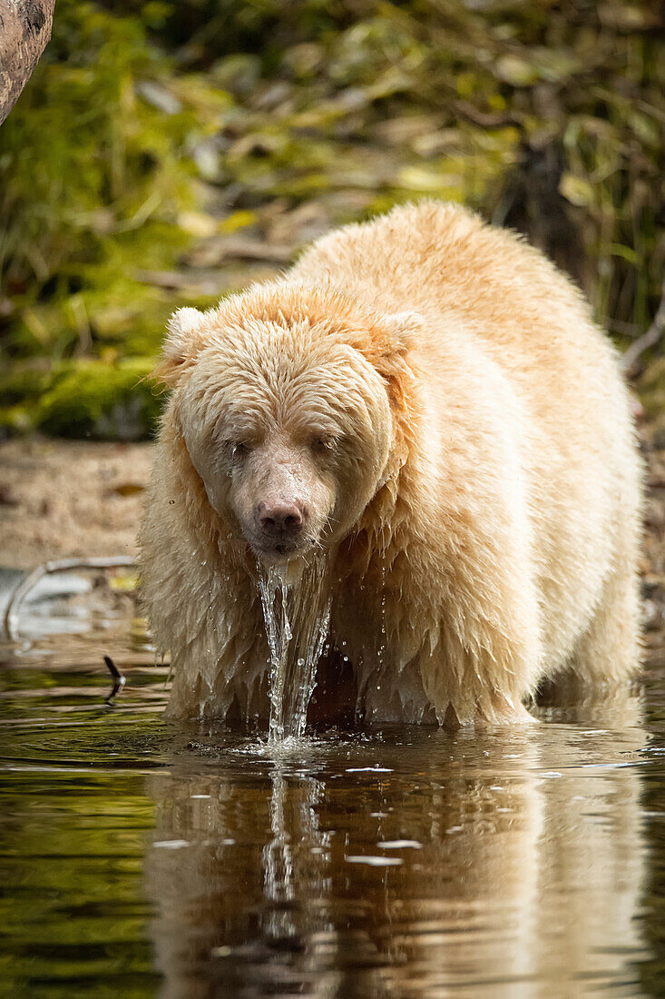 A Kermode Bear (Ursus americanus kermodei), also known as a Spirit Bear, standing in the water with water dripping off it's fur