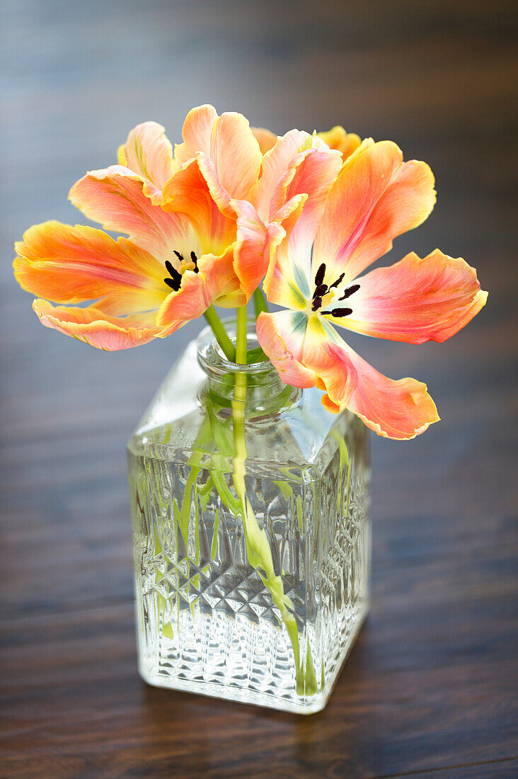 Pfirsichfarbene Tulpen in einer dekorativen Glasvase; Surrey, British Columbia, Kanada