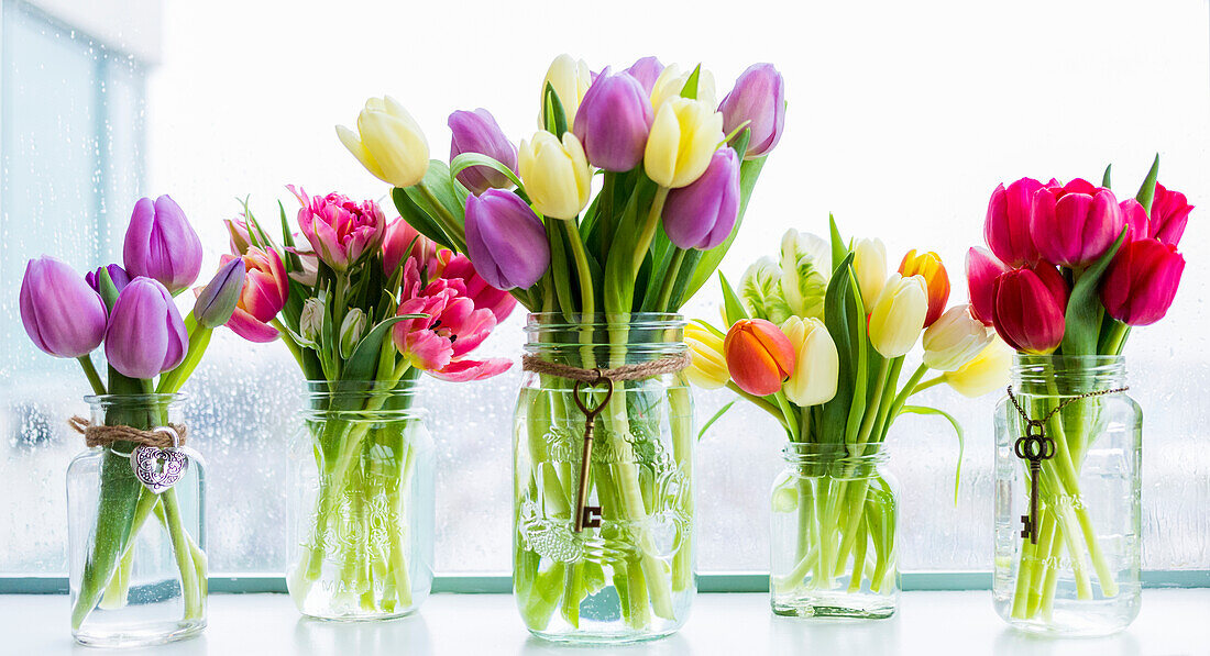 Bouquets of tulips in decorated glass jars in a row on a window sill; Surrey, British Columbia, Canada