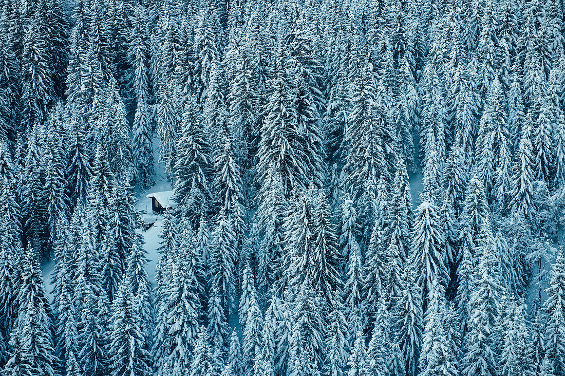 A dense coniferous forest covered in snow with a snowmobile parked in a small clearing; Laax, Switzerland