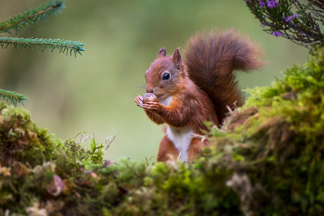 Red Squirrel (Sciurus vulgaris) eating a nut from it's hands while standing on a moss covered rock; Dumfries and Galloway, Scotland