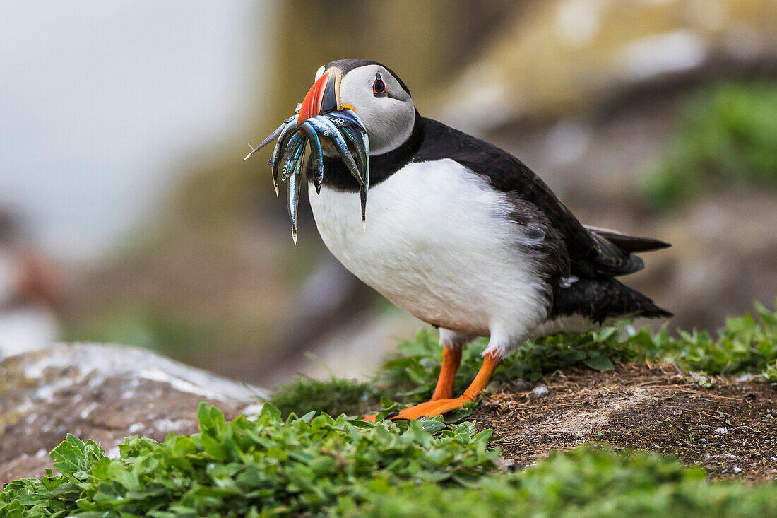 A Puffin (Fratercula) with Sand Eels in it's mouth; Farne Islands, Northumberland, England