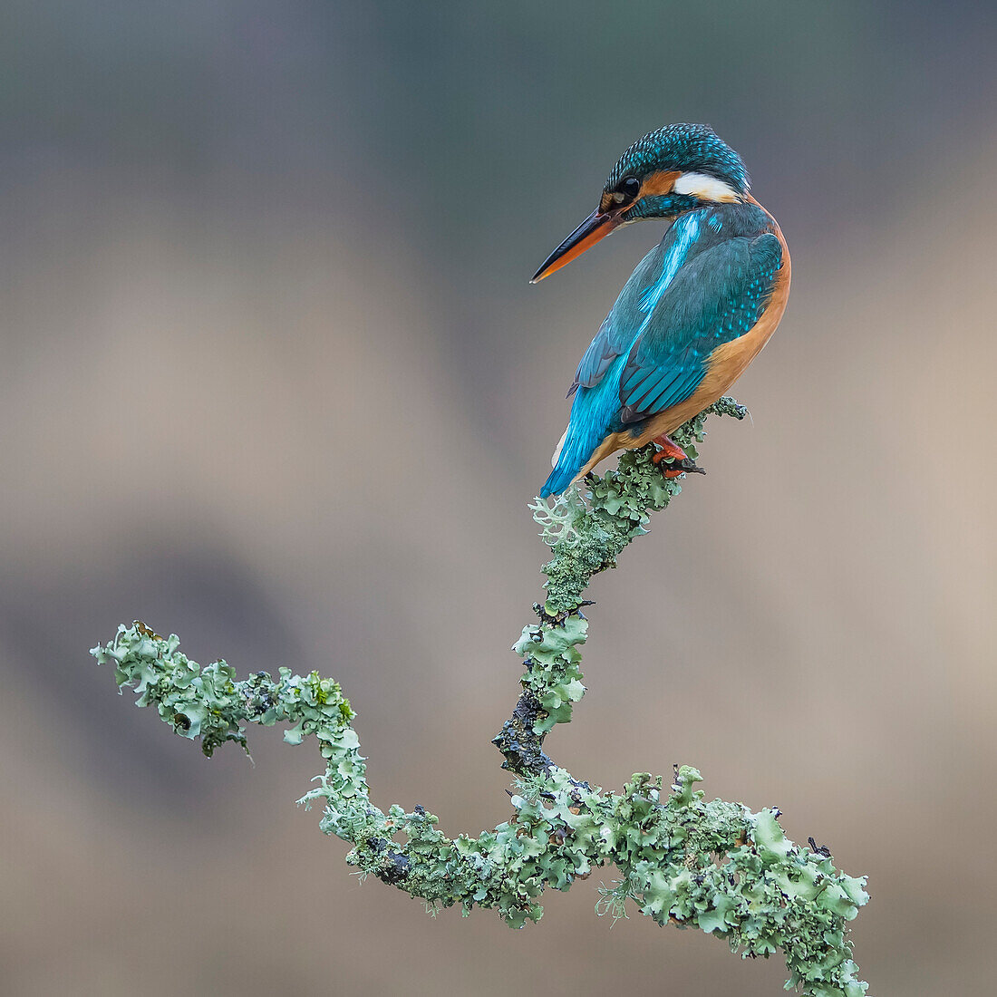 Female Kingfisher (Alcedinidae) perched on the branch of a tree covered in green foliage; Dumfries and Galloway, Scotland