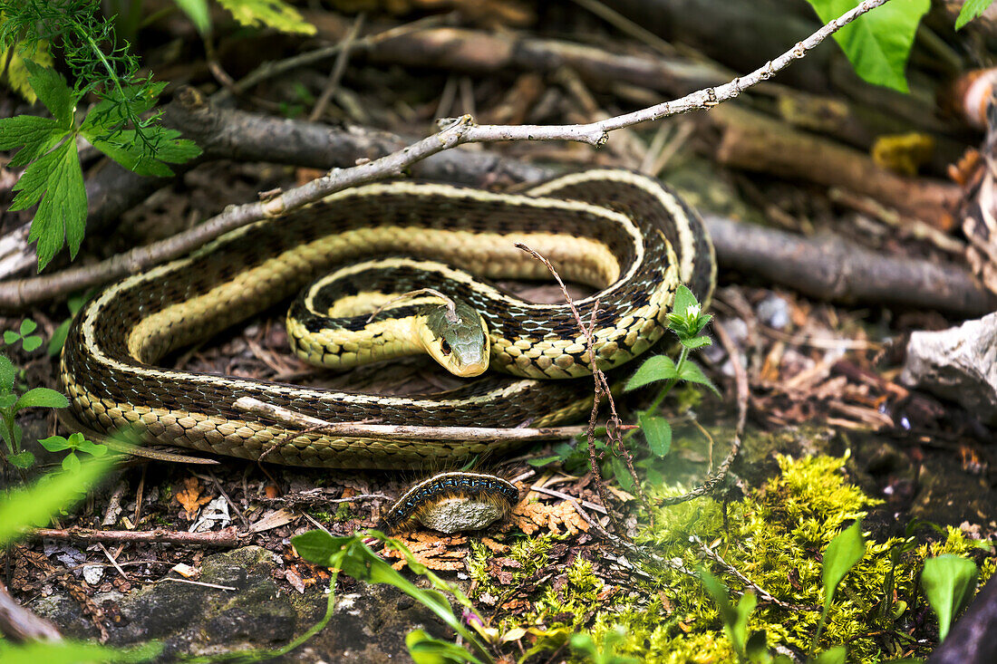 Close-up of a garter snake (Thamnophis) on the ground; Ontario, Canada