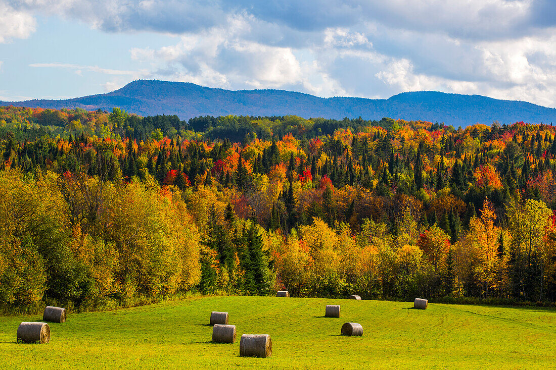 Landscape of forests on the hills with autumn coloured foliage and hay bales on lush green fields in the foreground; Iron Hill, Quebec, Canada