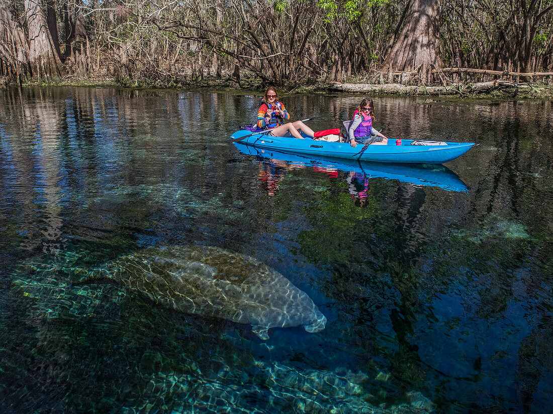 A mother and daughter kayak over a manatee (Trichecus manatus) in a freshwater spring in Florida; Chiefland, Florida, United States of America