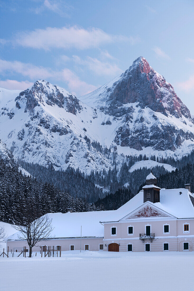 calf, ling, Castle Kaiserau Ennstal alps, Styria, Austria