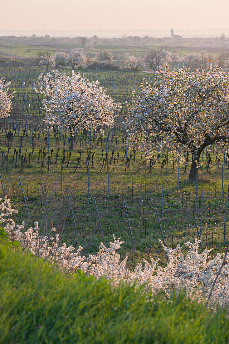 flowering cherry trees in Donnerskirchen, Austria, Burgenland