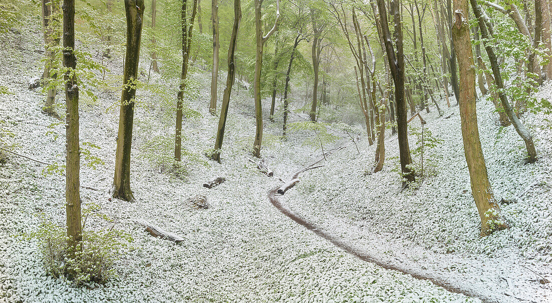 Kälteeinbruch im Frühling, Baden bei Wien, Wienerwald, Niederösterreich, Österreich