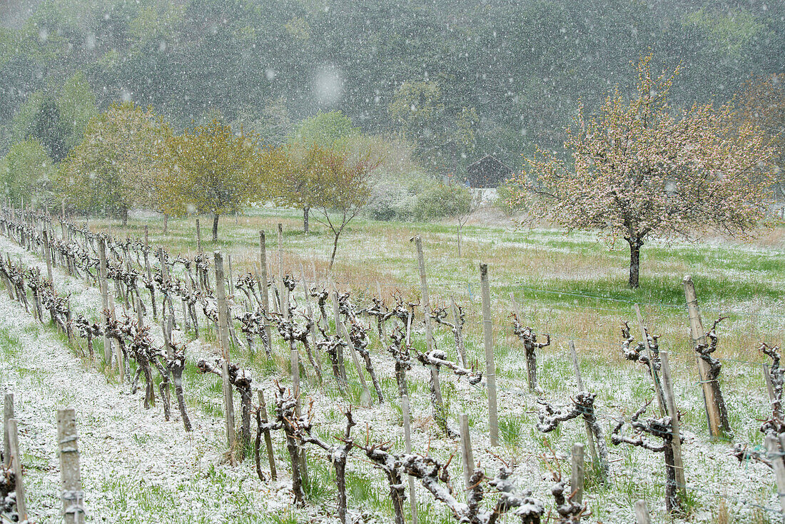 cold snap in spring, vineyards, Baden near Vienna, Vienna Woods, Lower Austria, Austria