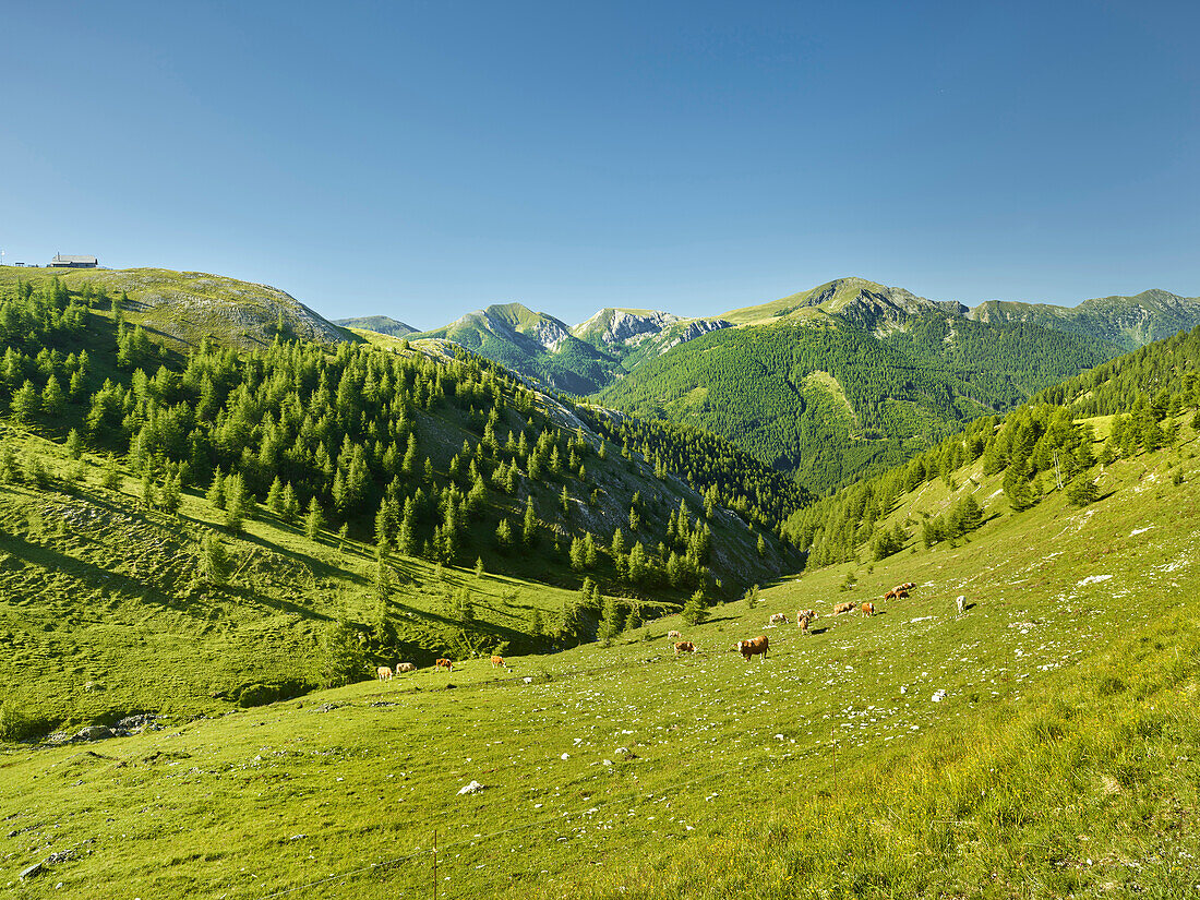 grazing cows, Fana Nock, Platt Nock, near eisentalhöhe, the Nockberge National Park, Carinthia, Austria