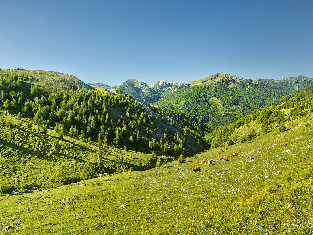 weidende Kühe, Pfannnock, Plattnock, nahe Eisentalhöhe, Nationalpark Nockberge, Kärnten, Österreich