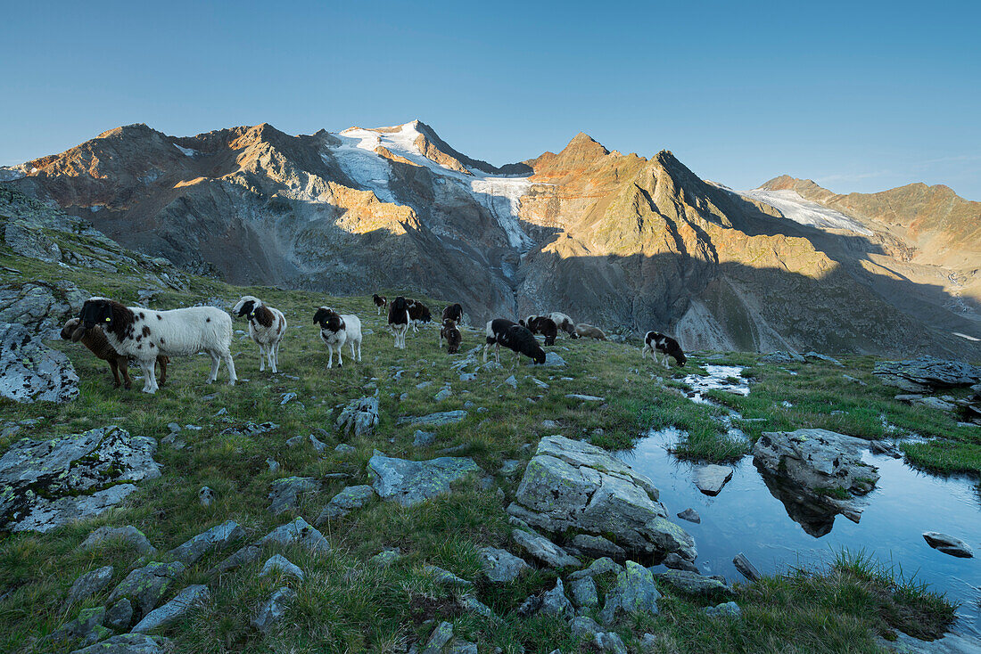 flock of sheep, Wilder Freiger, grünau, Stubai Alps, Tyrol, Austria