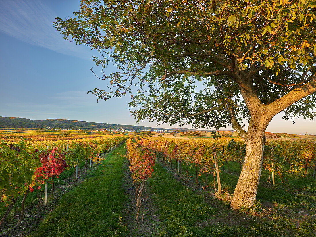 Walnussbaum, Weinreben bei Kleinhöflein, Eisenstadt, Burgenland, Österreich