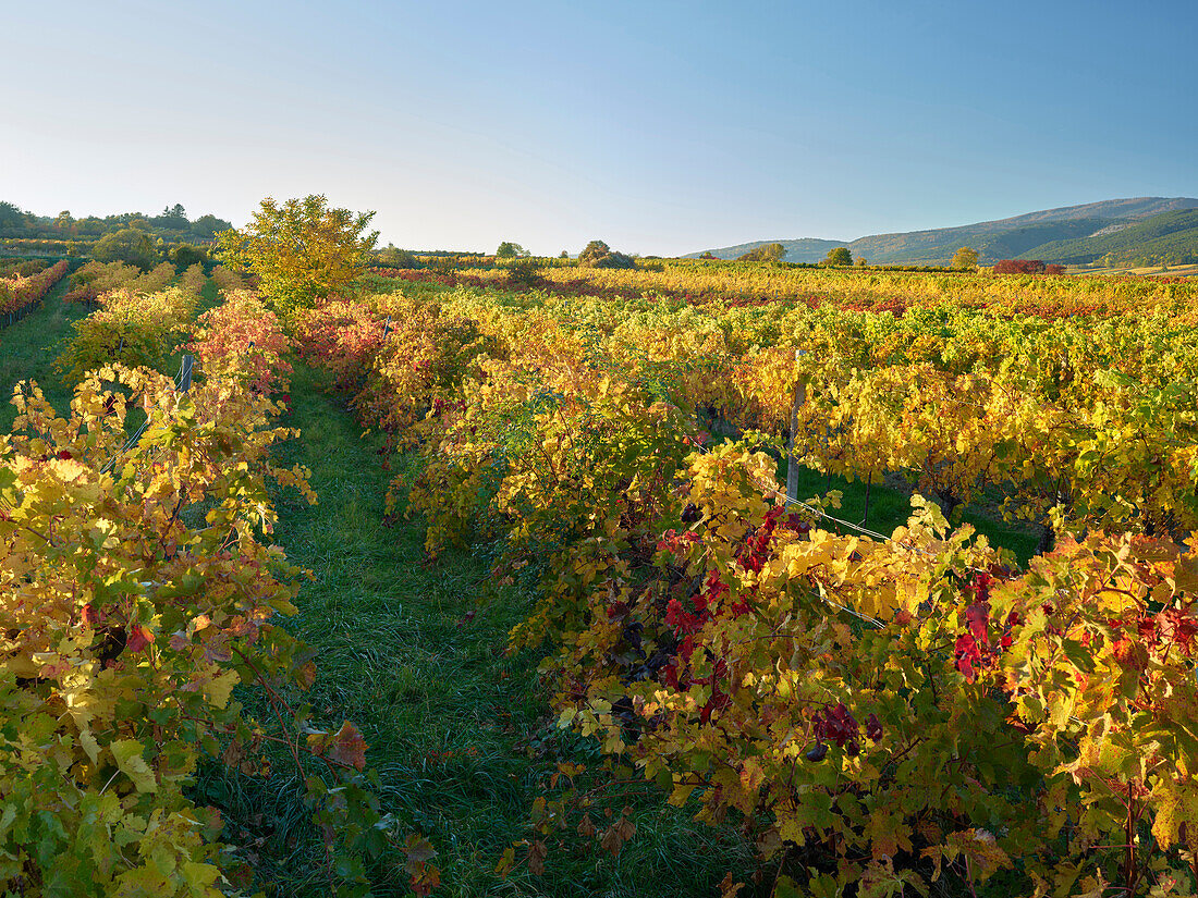 vineyards at Grossau, Lower Austria, Austria