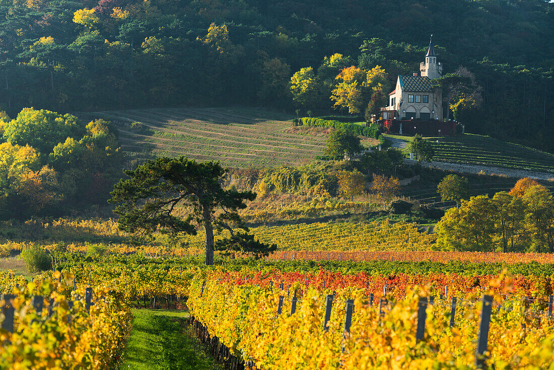 autumnal vineyards between Baden near Vienna, Lower Austria and search, Thermal Region, Austria