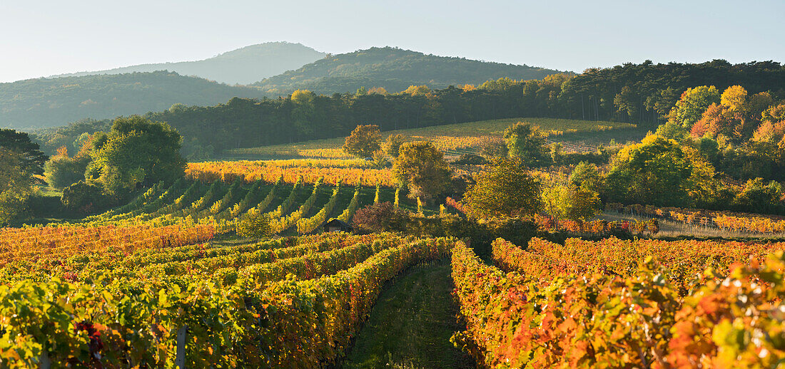 autumnal vineyards between Baden near Vienna and Lower Austria, Austria Search, Thermal Region