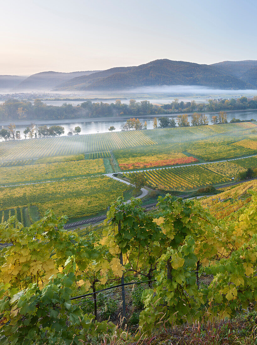 View in the Wachau Valley, at the sign bachgraben Morning Mist, Wachau, Lower Austria, Austria