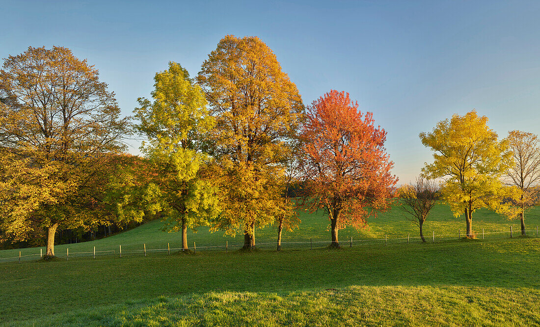 autumn-colored trees in the Vienna Woods, Zoblhof, Lower Austria, Austria