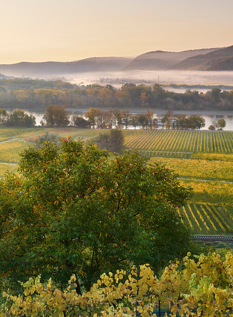 View in the Wachau at sign bachgraben, morning fog, Wachau, Lower Austria, Austria