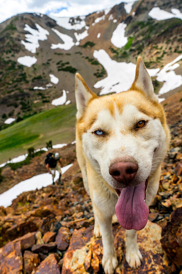 Close up of dog in alpine Sierra wilderness, Sierras, California, USA
